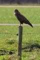 Het Goor_Buizerd-Reigers